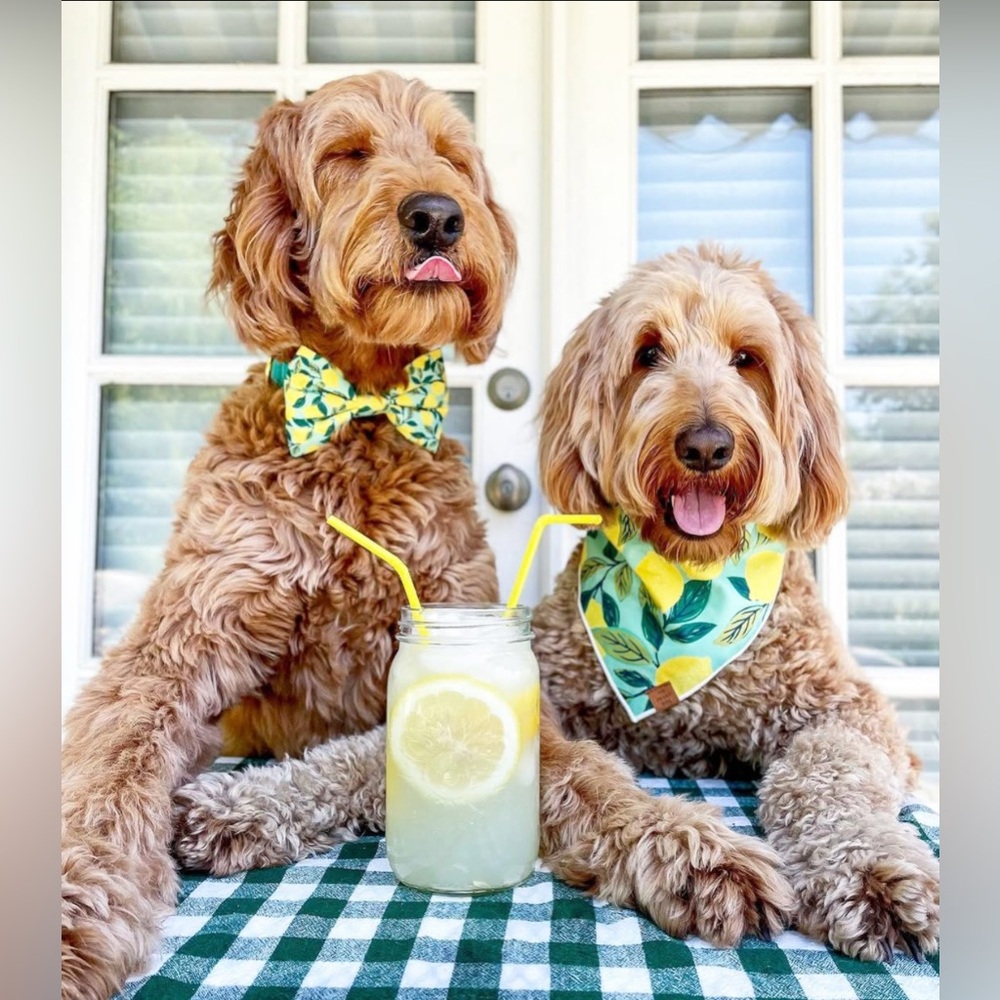 The Foggy Dog Lemon Zest Bow Tie Small